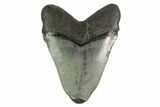 Fossil Megalodon Tooth - South Carolina #130090-2